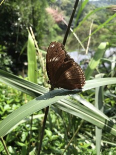 绿叶上的棕色蝴蝶