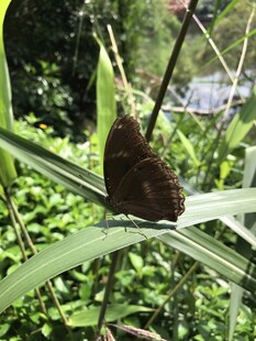蝴蝶 
