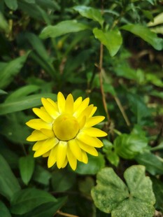黄色小花绽放绿叶间