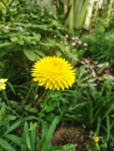 黄色蒲公英绽放于草丛中