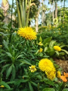 花园中的明艳黄色花卉