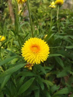 黄色绽放小花