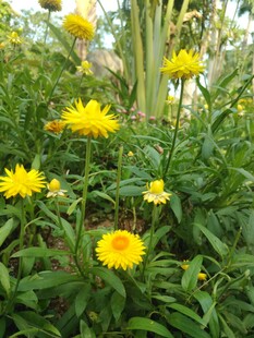 花园中的灿烂黄色花朵