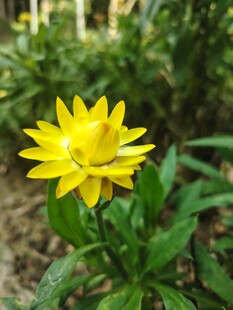 黄色小花绽放绿叶间