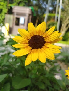 黄色向日葵绽放于绿植间