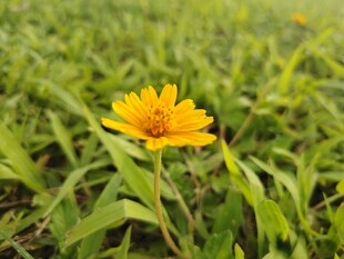 田野中的单株黄色小花