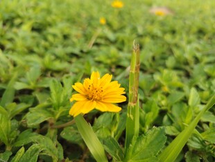 绿叶丛中一朵黄色小花