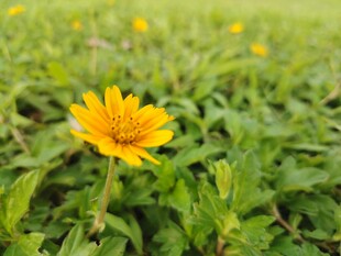 田野中的单株黄色小花