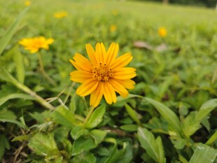 田野中的灿烂黄色小花