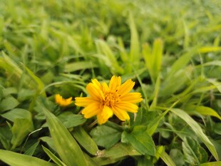 绿草间的明艳小黄花