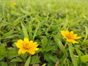 草地上的黄色小花