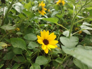 田野中的灿烂黄色小花