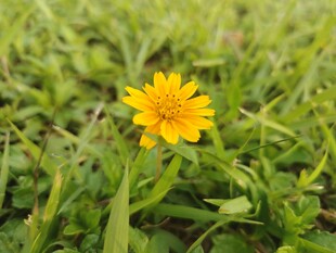 绿草中的黄色小花