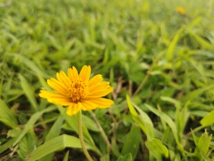 田野中的单朵黄色小花