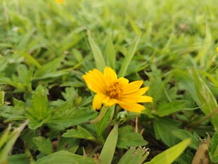 一朵黄花绽放于绿草间