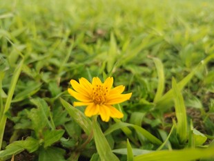 绿草间的独朵黄色小花