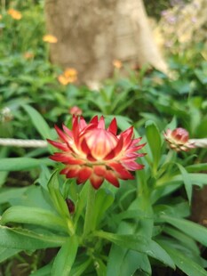 艳丽麦秆菊绽放绿意间