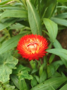 鲜艳橙红花朵绽放绿叶间