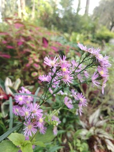 美丽紫花绽放于多彩植物间