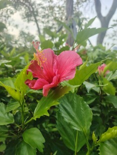 娇艳木槿花绽放绿叶间