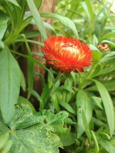 鲜艳红花绽放于绿叶间