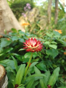 娇艳绽放的红色花朵