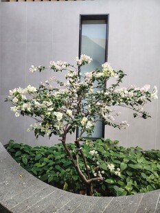 墙边绽放的繁花小树