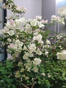 盛开的白色三角梅