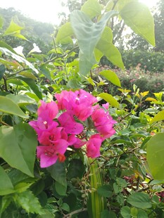 娇艳三角梅绽放绿叶间