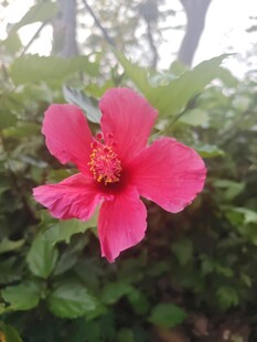 娇艳粉色木槿花