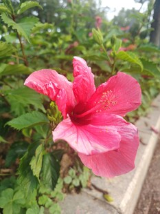 娇艳粉色扶桑花绽放