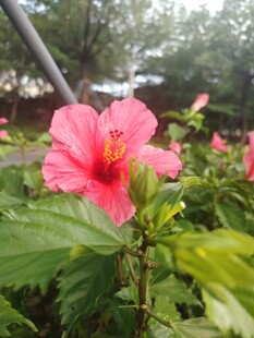 娇艳粉色木槿花绽放