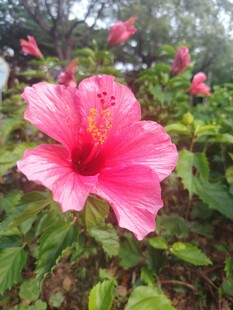 娇艳木槿花绽放