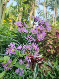 紫色花卉绽放于绿植间