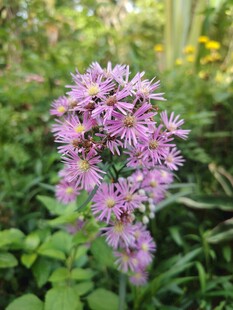 紫色葱属花卉绽放