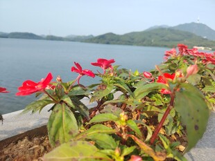湖畔绽放的鲜艳红花