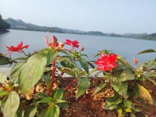 湖畔绽放的艳丽红花