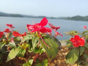 湖畔绽放的艳丽红花