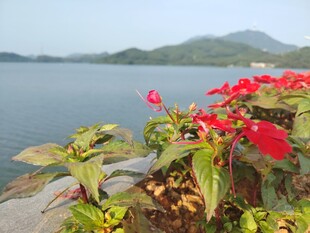 湖畔红花绿植美景