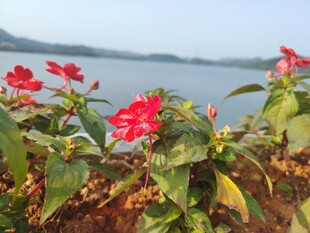 湖畔绽放的艳丽红花
