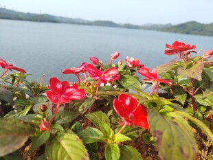 湖畔绽放的艳丽红色花朵
