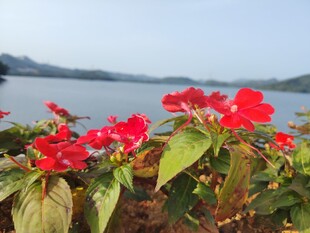 湖畔红花绽放美丽景致
