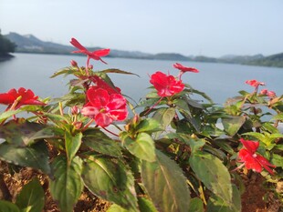 湖畔绽放的艳丽红花