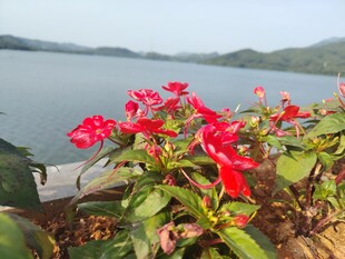 湖畔艳红花卉绽放