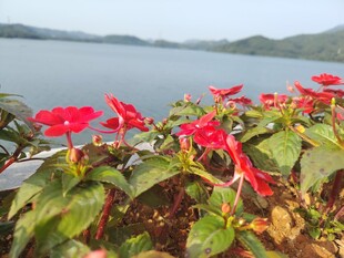 湖畔绽放的艳丽红色花卉