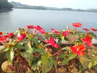 湖畔艳丽绽放的红色花卉