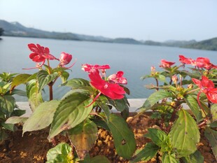 湖畔绽放的艳丽红花