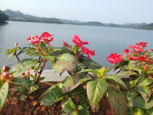 湖畔绽放的艳丽花卉