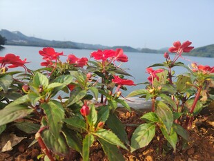 湖畔绽放的艳丽红花