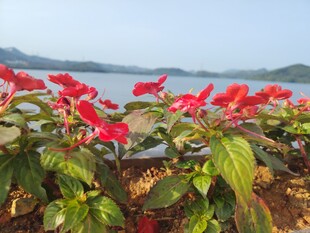 湖畔艳红花卉绽放美景